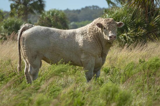 Charolais marha